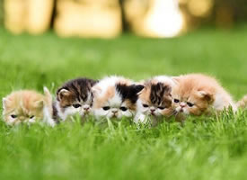 一群超级可爱的小猫咪图片欣赏