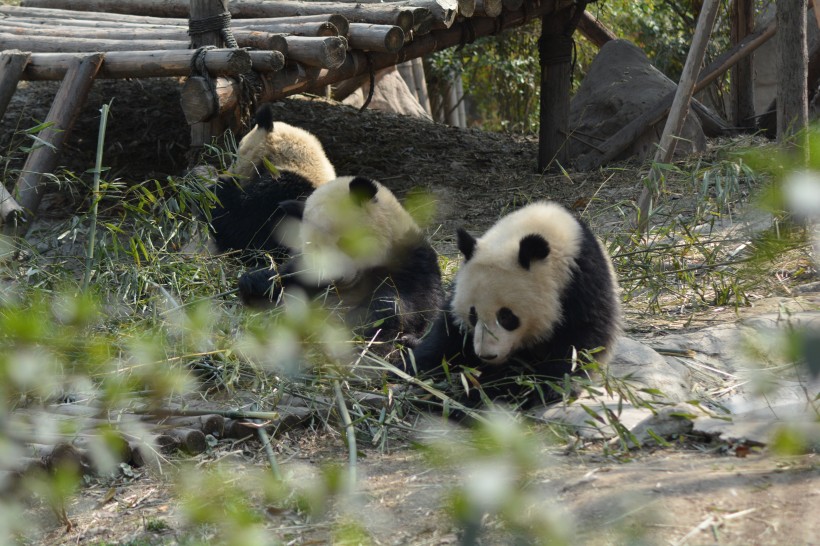 可愛呆萌的大熊貓圖片-10張