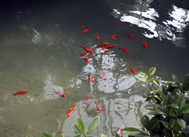 池塘里悠闲的锦鲤图片