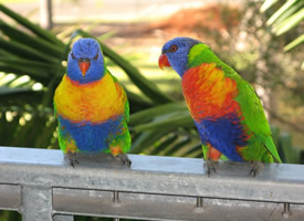 羽毛亮丽的彩虹鹦鹉图片