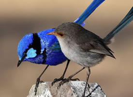 澳大利亚的辉蓝细尾鹩莺图片