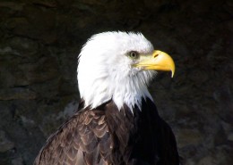 目光銳利的白頭鷹圖片-14張