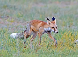 内蒙古草原上的赤狐图片