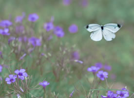一组紫色花丛中的白蝴蝶