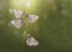 一组唯美好看的白色蝴蝶图片