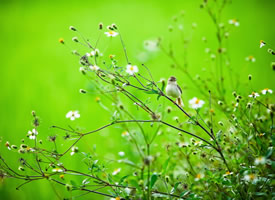 春天里可爱的小鸟图片