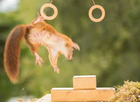 松鼠也能参加奥运会项目