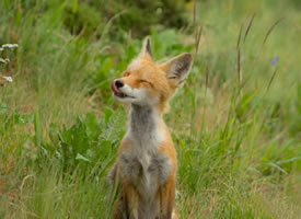 一组超可爱的野生狐狸图片