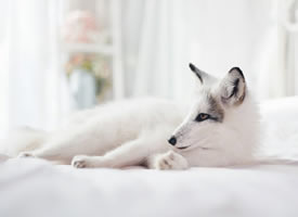 一只流浪小院里的雪白的白狐图片欣赏