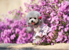 一組超可愛花叢中的狗狗圖片欣賞