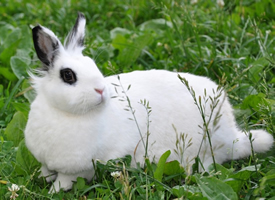 野外活动的小白兔图片大全