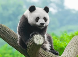 可爱的国宝大熊猫宽屏摄影高清美图