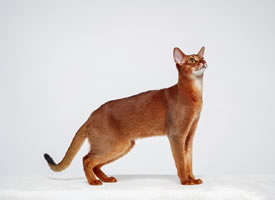 有着无敌大长腿的阿比西尼亚猫咪图