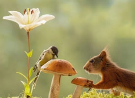 采蘑菇的小松鼠图片欣赏