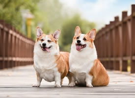 一组超级可爱的双胞胎柯基狗狗