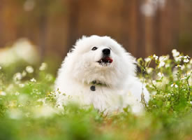 一组爱笑的萨摩耶狗狗图片