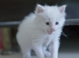一只洁白无瑕的猫猫图片