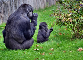 可爱有趣的黑猩猩图片
