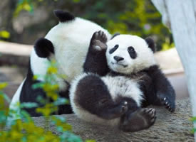 一组可爱爆棚的大熊猫图片