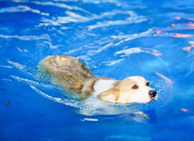 一组正在游泳的柯基狗狗图片