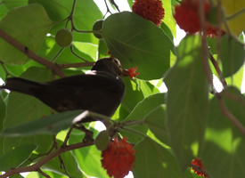 鸟儿吃红果果