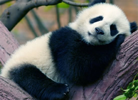 超可爱软萌大熊猫图片手机壁纸
