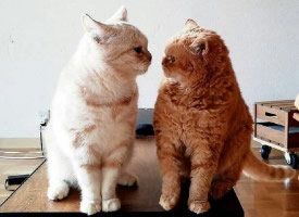 两只活泼可爱的猫咪图片