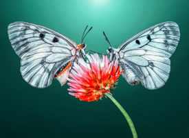 如花似锦的蝴蝶微距摄影作品