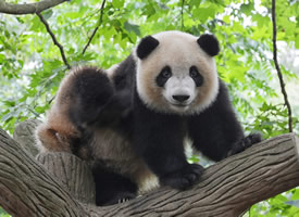 一组稀有动物大熊猫图片欣赏