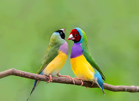颜色像彩虹一样美丽的七彩文鸟图片