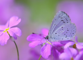 一组超美的蝴蝶停落在花朵的图片