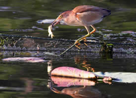 一组水上抓鱼的小鸟图片