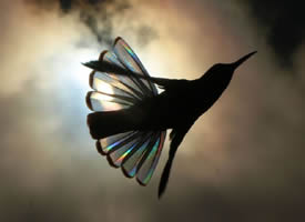 飞舞在阳光下的蜂鸟，产生出的彩虹棱