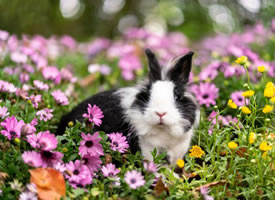 一组超可爱的黑白色小兔兔