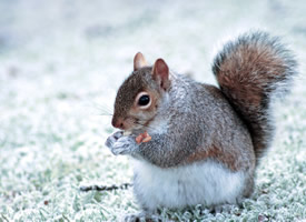 冬天里欢快玩雪的小松鼠图片
