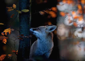 一组意境感超级美的狐狸图片