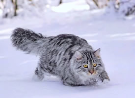 行走中的西伯利亚森林猫男孩