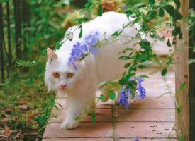 花园里的美猫图片