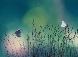 梦幻唯美的蝴蝶摄影高清美图 ​​
