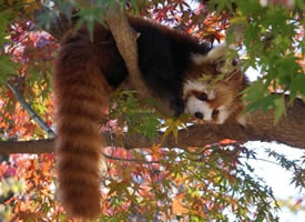 半红的枫叶树上打盹嬉戏的小熊猫图