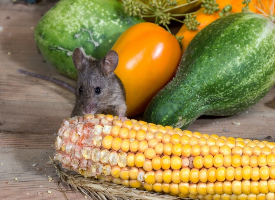 爱吃粮食的老鼠图片
