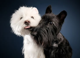 黑色狗狗与白色狗狗的摄影图片