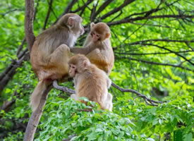 美丽风景区内树上攀坐的猕猴图片