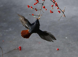 红尾水鸲飞舞觅食的图片