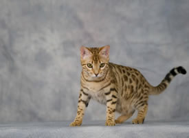 还是小小一只的C位继承者豹猫图片