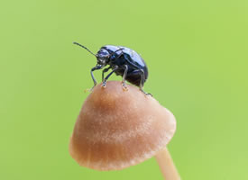 浅棕色小小蘑菇上的一只黑色昆虫图片