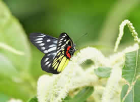五彩斑斓黑迷恋小白花的蝴蝶图片