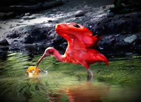 溪水里的红鹮鸟图片