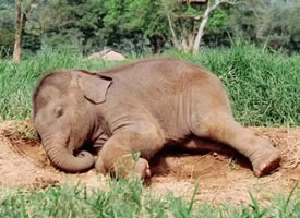睡觉姿势超级可爱的小象宝宝图片