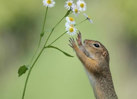特别中意美丽花朵的花栗鼠图片